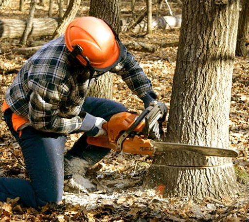 Tree Removal in Wingina, VA